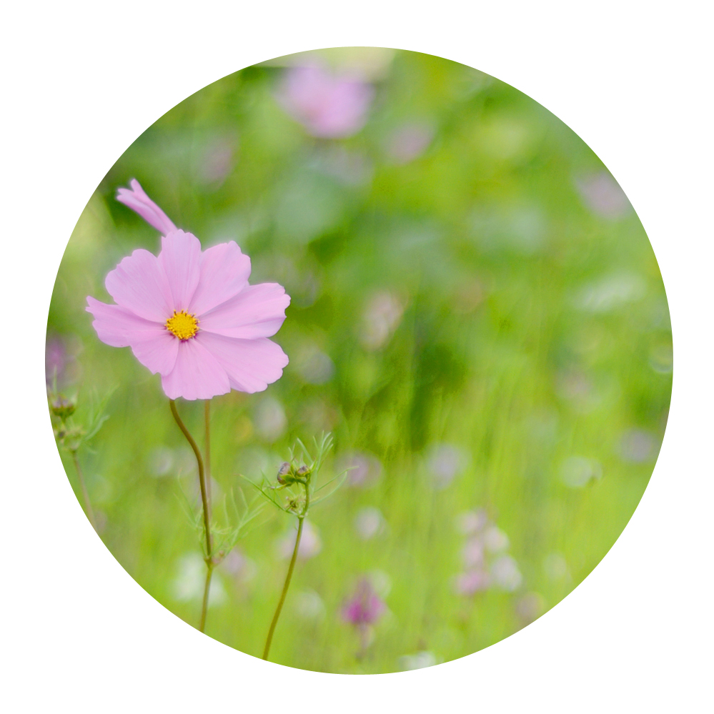 serviceorders Miller Brothers Funeral Directors